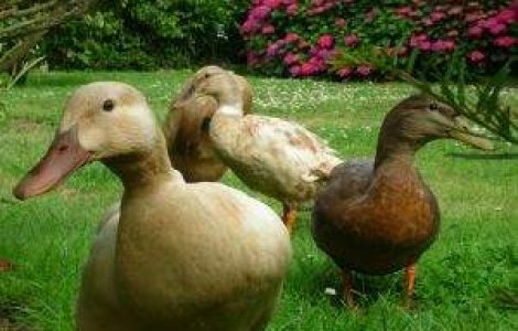 Bulgaria face lobby pentru a bloca interdictia productiei de foie-gras in UE