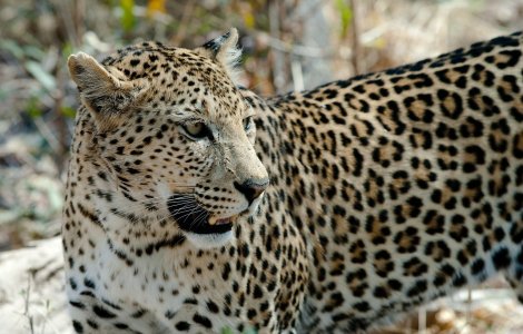 Un copil de 2 ani, ucis de un leopard in fata locuintei sale