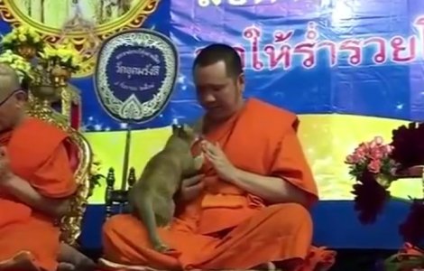 O pisica, dornica de afectiune, a testat rabdarea unui calugar budist