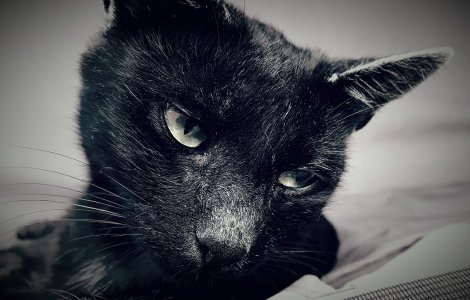 Un motan, care fugise de acasa de cateva zile, a fost salvat dupa ce a incercat sa ajunga... la inchisoare