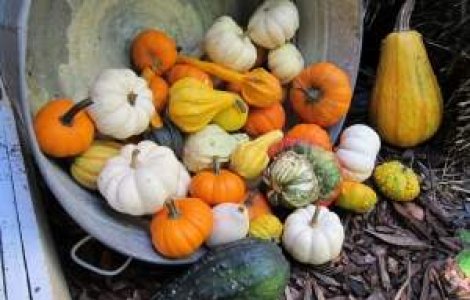  Top  Prilej de sarbatoare la sfarsit de toamna: Festivaluri din jurul lumii