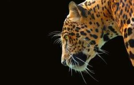 Brazilia va clona animale de pe lista speciilor pe cale de disparitie