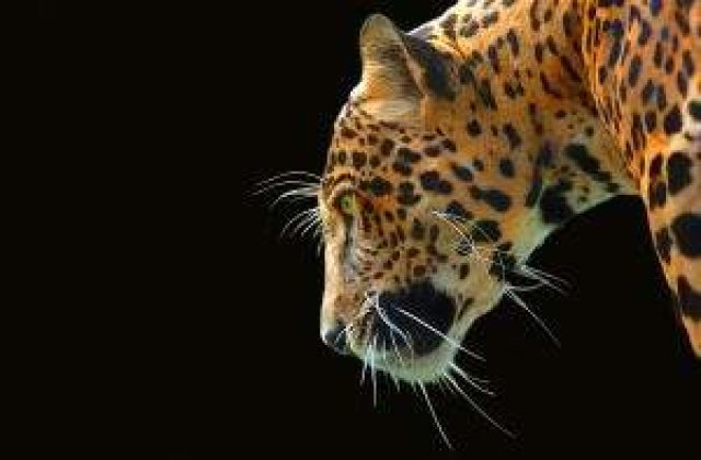 Brazilia va clona animale de pe lista speciilor pe cale de disparitie