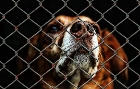 Un caine a fost gasit spanzurat in centrul Capitalei. Politistii cauta