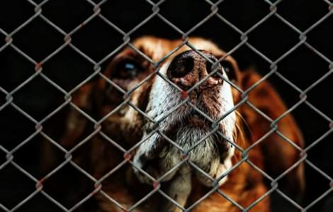 Un caine a fost gasit spanzurat in centrul Capitalei. Politistii cauta