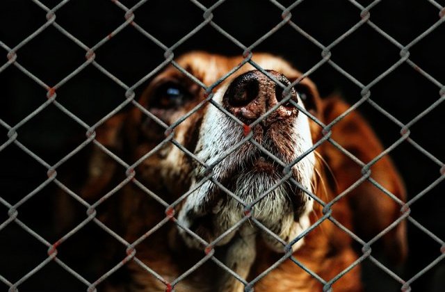 Un om al strazii, retinut in cazul cainelui gasit spanzurat in centrul Capitalei