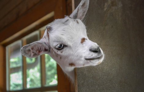  Top  5 evenimente cu animale care ne-au atras atentia in 2019