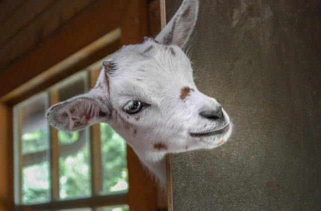 5 evenimente cu animale care ne-au atras atentia in 2019: de la lacustele aparute pe radar pana la caprele care au salvat o biblioteca