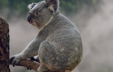 Manusi pentru koala si marsupii pentru canguri, tricotate de voluntari