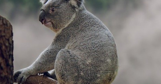 Manusi pentru koala si marsupii pentru canguri, tricotate de voluntari