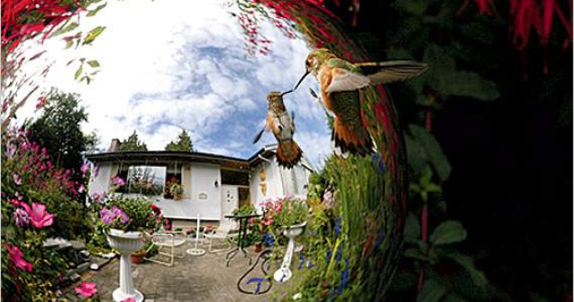  Top   Foto  Cele mai frumoase fotografii cu animale salbatice ale anului