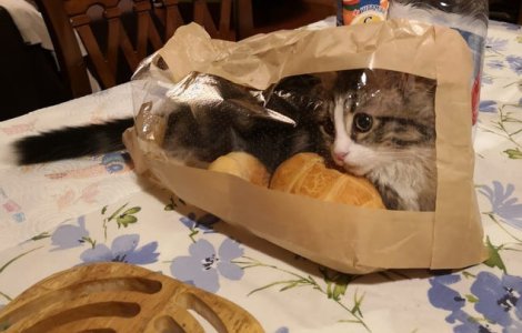  Top  Considera ca li se cuvine orice: 10+ pisici neascultatoare care isi sfideaza stapanii