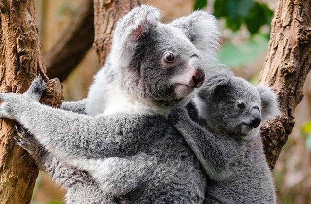 Salvati cu masina din mijlocul flacarilor: Doi adolescenti se implica sa salveze ursi koala din Australia/ VIDEO