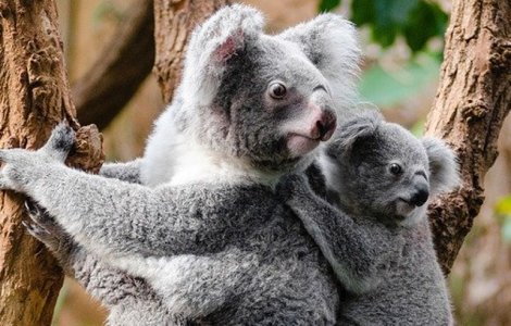 Salvati cu masina din mijlocul flacarilor: Doi adolescenti se implica sa salveze ursi koala din Australia/ VIDEO