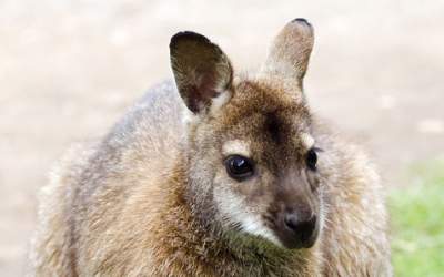 Cel putin 1 miliard de...