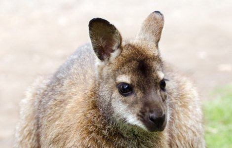 Cel putin 1 miliard de animale ar fi murit in incendiile din Australia, estimeaza un ecolog