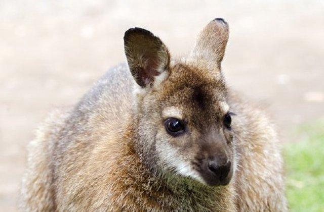 Cel putin 1 miliard de animale ar fi murit in incendiile din Australia, estimeaza un ecolog