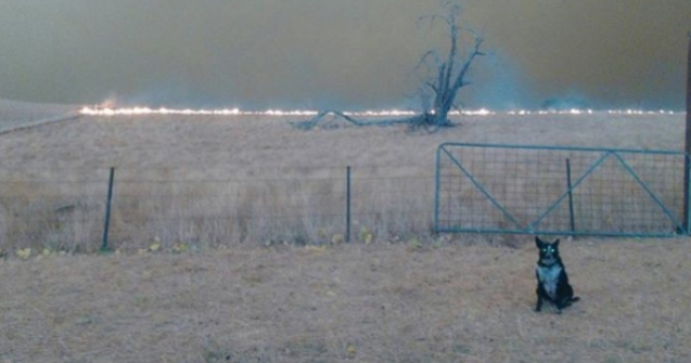 Un caine a salvat o turma de oi din calea incendiilor din Australia /