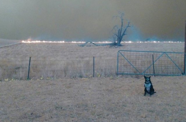 Un caine a salvat o turma de oi din calea incendiilor din Australia / VIDEO