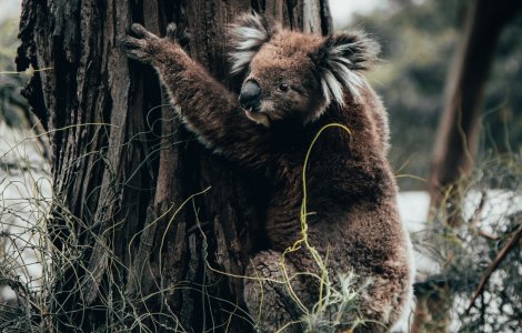 O scoala din Australia s-a transformat intr-un spital pentru ingrijirea ursilor koala / VIDEO
