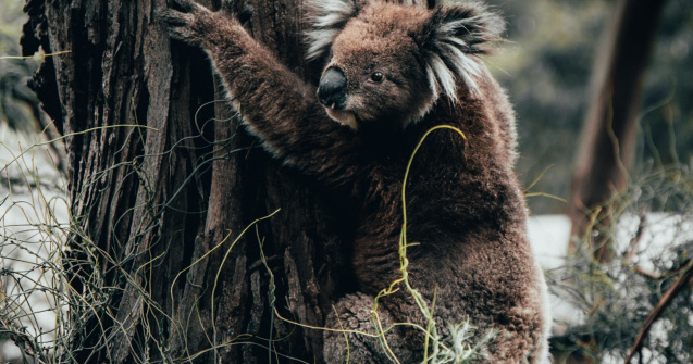 Scoala din Australia transformata intr-un spital pentru ingrijirea urs