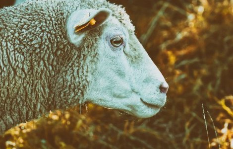 Cele 180 de oi salvate de pe nava esuata in Portul Midia vor fi duse la un adapost