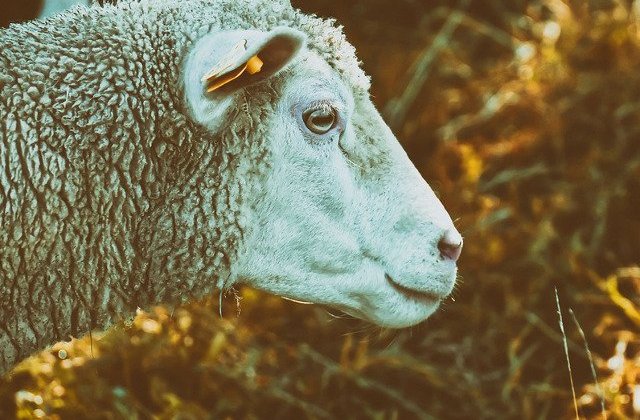 Cele 180 de oi salvate de pe nava esuata in Portul Midia vor fi duse la un adapost