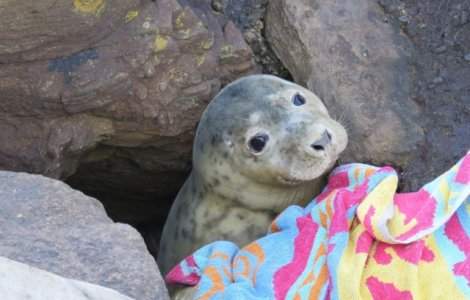 Un pui de foca blocat intre stanci a fost salvat cu ajutorul voluntari