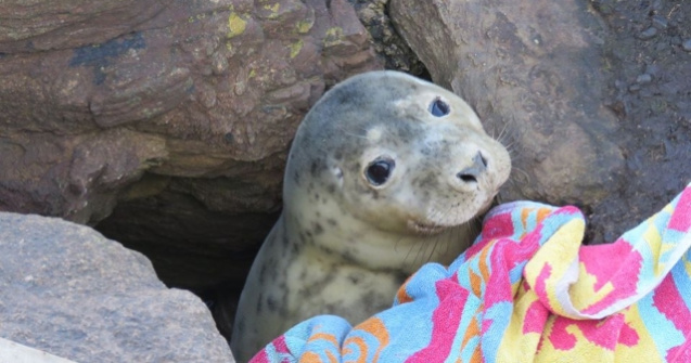 Un pui de foca blocat intre stanci a fost salvat cu ajutorul voluntari