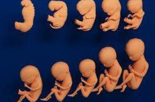 Condamnari in Dosarul Ovulelor