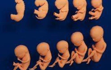 Condamnari in Dosarul Ovulelor