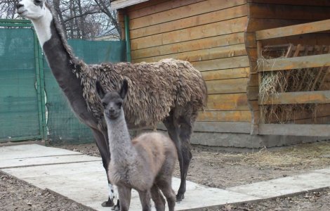 Pui de lama, nascut la Zoo Oradea, al doilea in decurs de un an