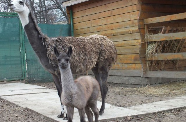 Pui de lama, nascut la Zoo Oradea, al doilea in decurs de un an/ FOTO
