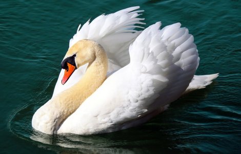 Lebada ranita, preluata de jandarmi si DSVSA dintr-o curte si transportata la Zoo