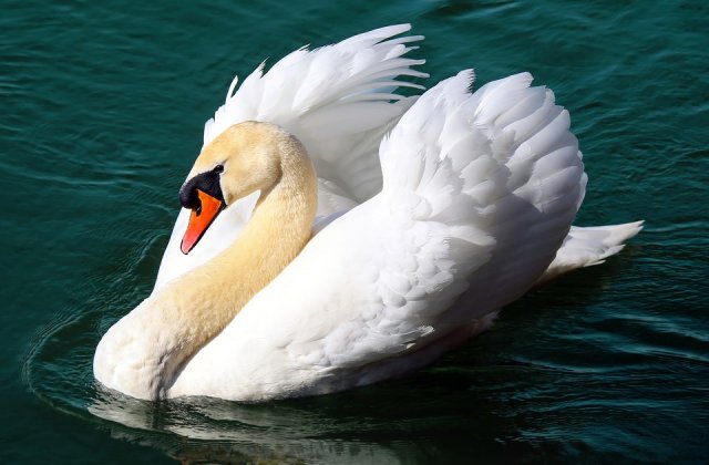 Lebada ranita, preluata de jandarmi si DSVSA dintr-o curte si transportata la Zoo