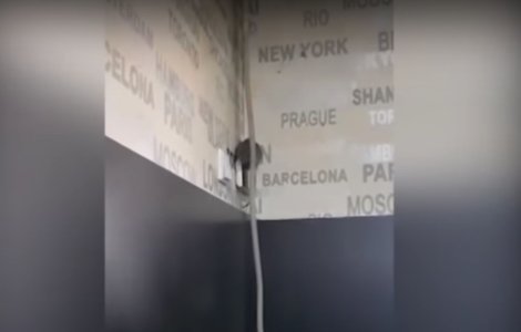 Sobolan filmat in timp ce se plimba pe peretele unei cofetarii din Tar