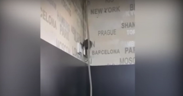 Sobolan filmat in timp ce se plimba pe peretele unei cofetarii din Tar