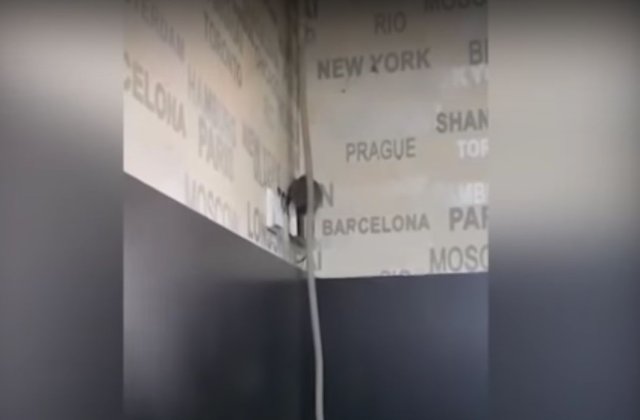 Sobolan filmat in timp ce se plimba pe peretele unei cofetarii din Targu Jiu/ VIDEO