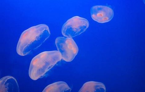 Meduze multicolore in apele britanice