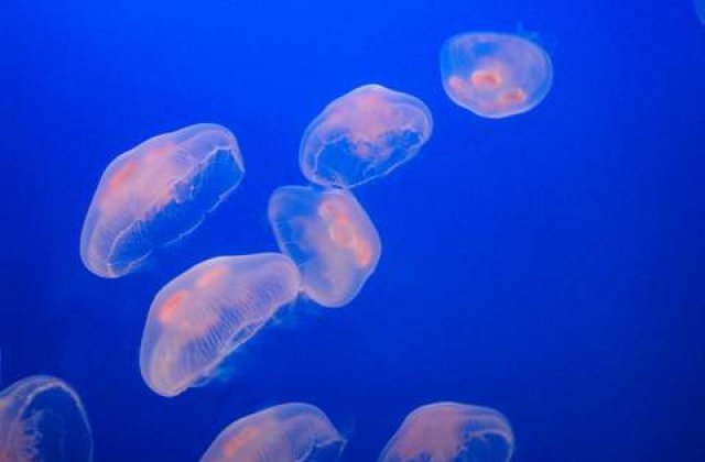 Meduze multicolore in apele britanice