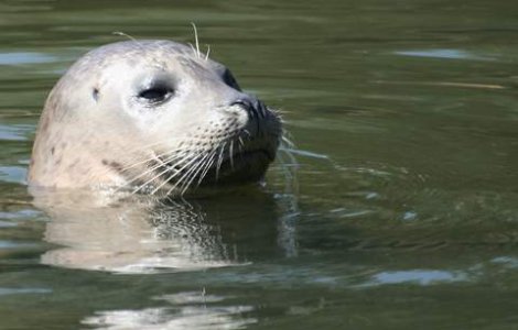 Au angajat ca antrenor de fitness... o foca