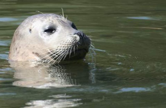 Au angajat ca antrenor de fitness... o foca