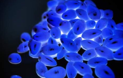 Britanicii isi imbolnavesc intentionat copiii cu gripa porcina