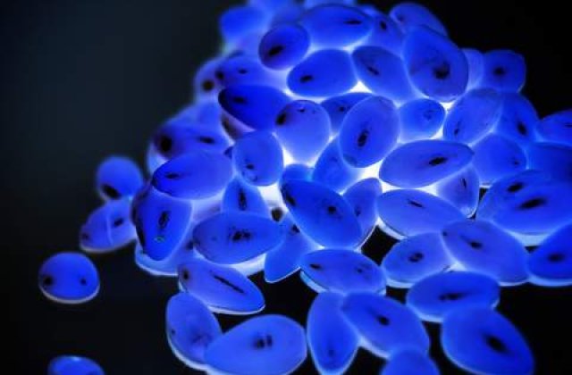 Britanicii isi imbolnavesc intentionat copiii cu gripa porcina