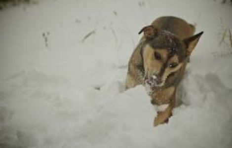 Meteo: Saptamana viitoare, iarna isi intra in drepturi