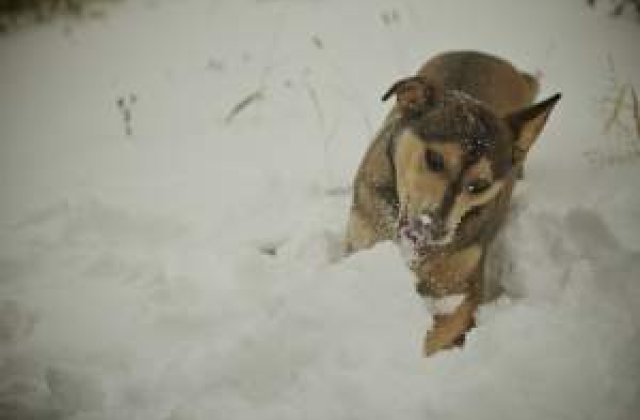 Meteo: Saptamana viitoare, iarna isi intra in drepturi