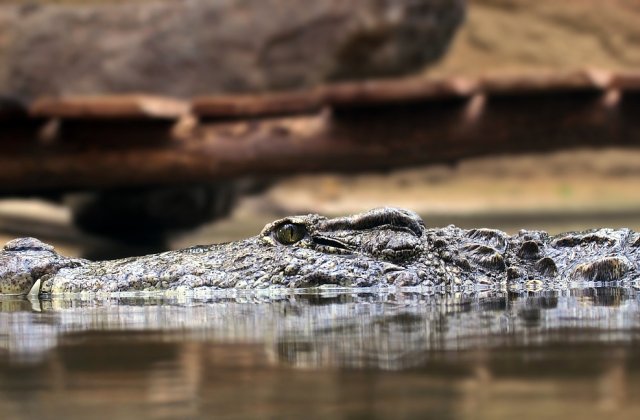 Un barbat de 29 de ani a supravietuit trei saptamani intr-o padure tropicala plina de crocodili