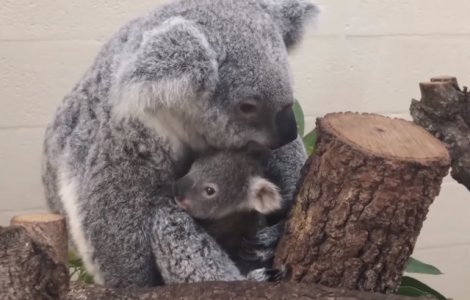 Numele primit de primul koala nascut la Zoo Miami in 28 de ani