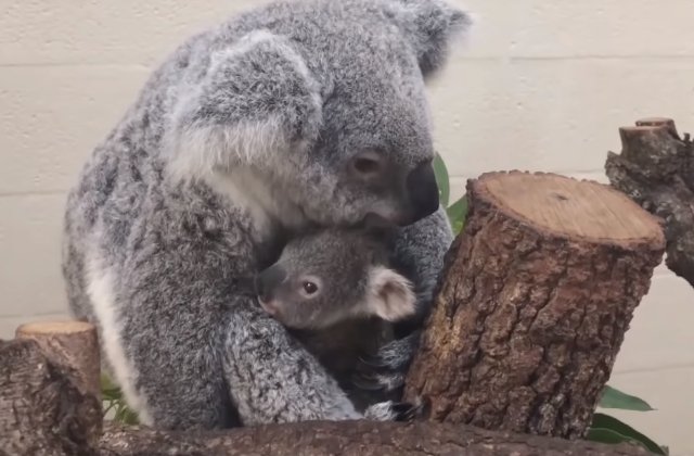S-a nascut primul koala la o gradina zoologica din Miami care a supravietuit in 28 de ani / VIDEO