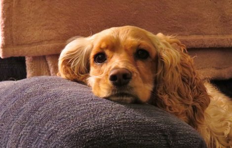 O familie si-a regasit cainele in varsta de 12 ani, pierdut in urma cu